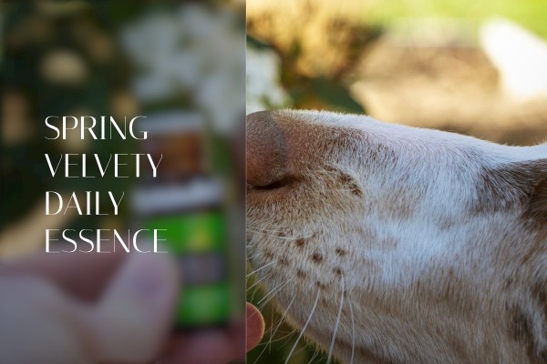 spring velvety daily essence